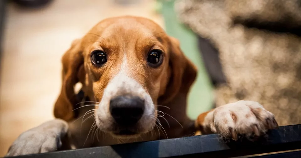BFP Hero